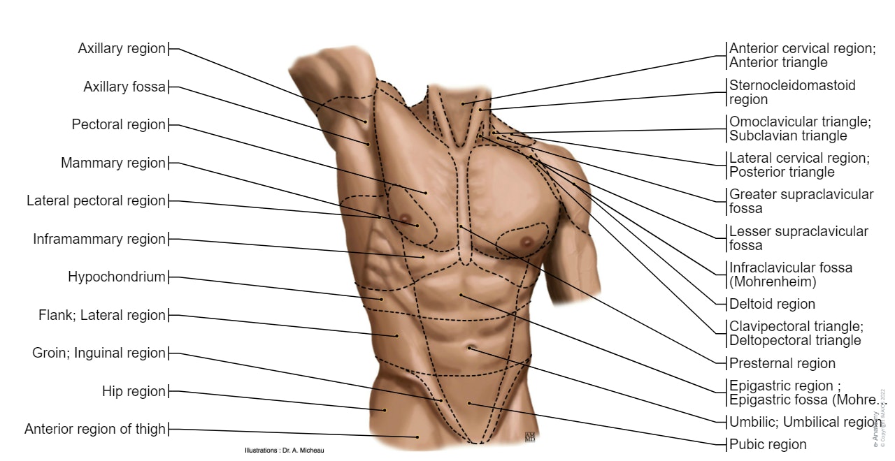 Trunk - Surface anatomy : Pectoral region, Mammary region, Hypochondrium, Presternal region, Midclavicular line