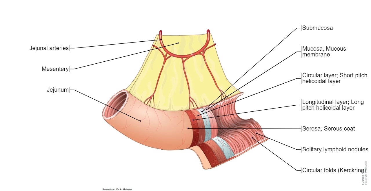 Jejunum: Serosa; Serous coat, Muscular layer; Muscular coat, Circular folds, Mucosa; Mucous membrane