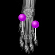 Gato - Osteología radiografías con alfileres